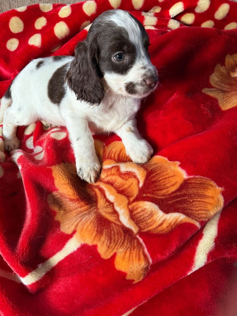 cocker poo x cocker spaniel puppies - 4 boys looking for loving homes ...