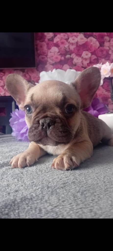 French bulldog puppies