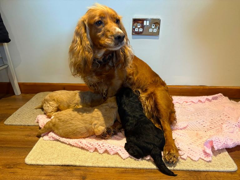 Beautiful F1 cockapoo puppies 2 remaining!!