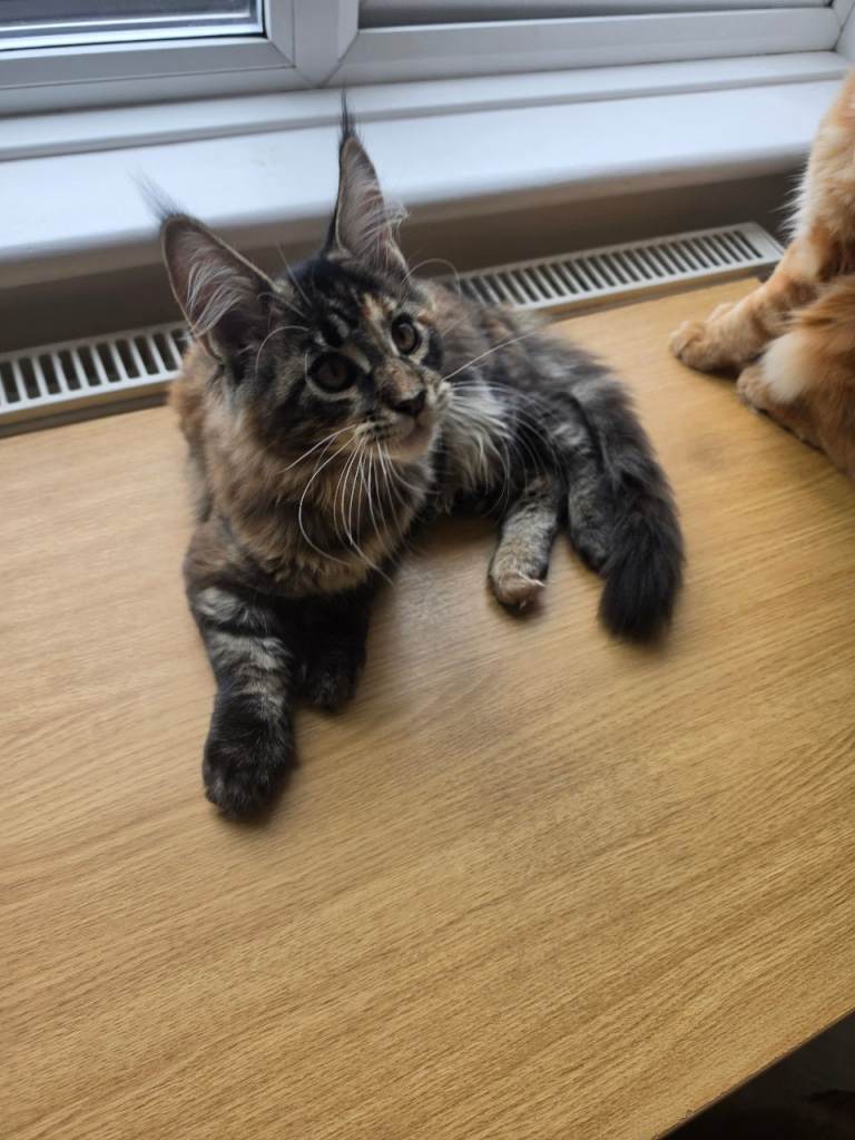 Amaizing Maine Coon