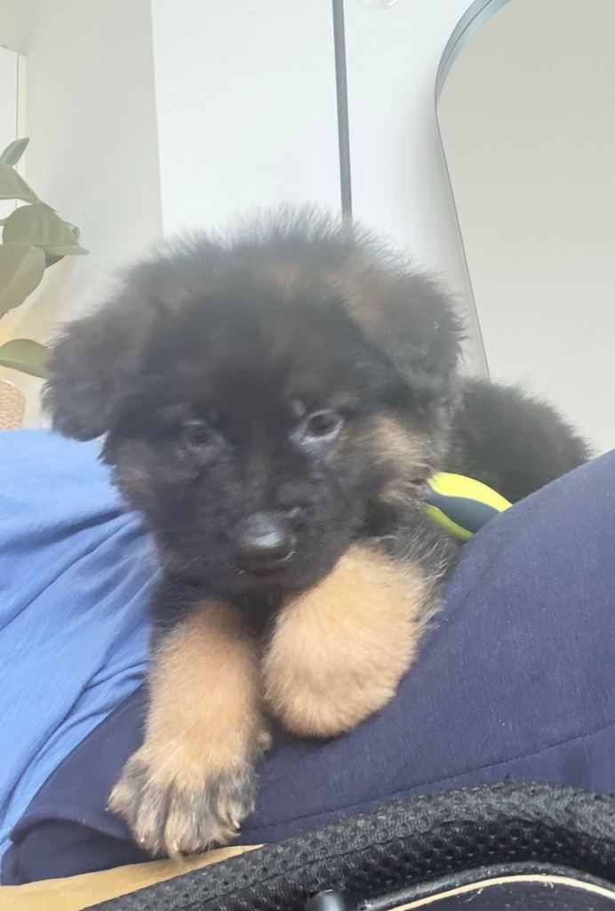 German Shepherd Pup Pedigree, Long Haired KC Registered