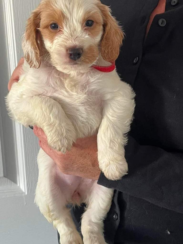 Home Reared Stunning Cockapoo Puppies 