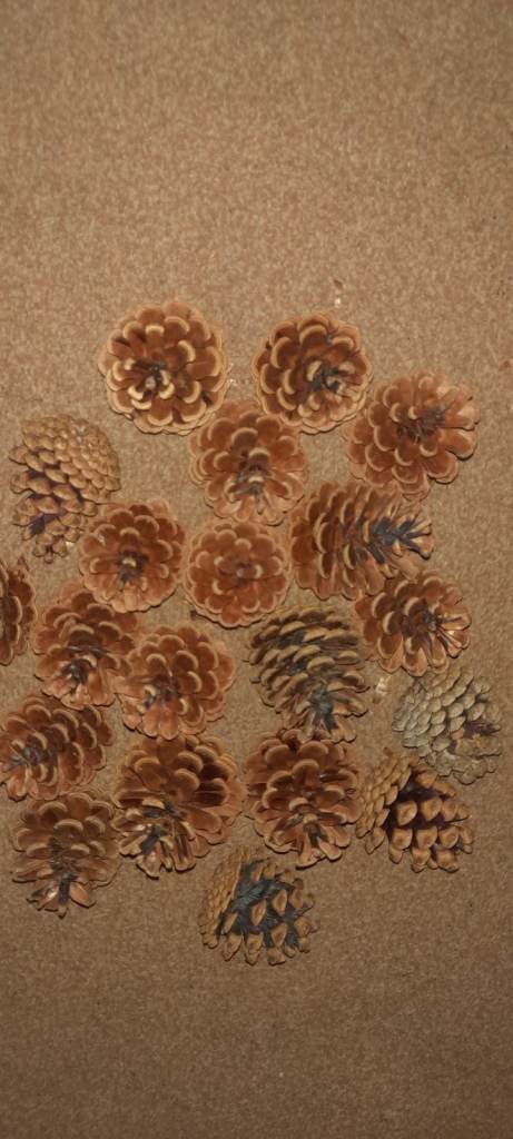 20 x pine cones ideal for Christmas wreaths &decorations 