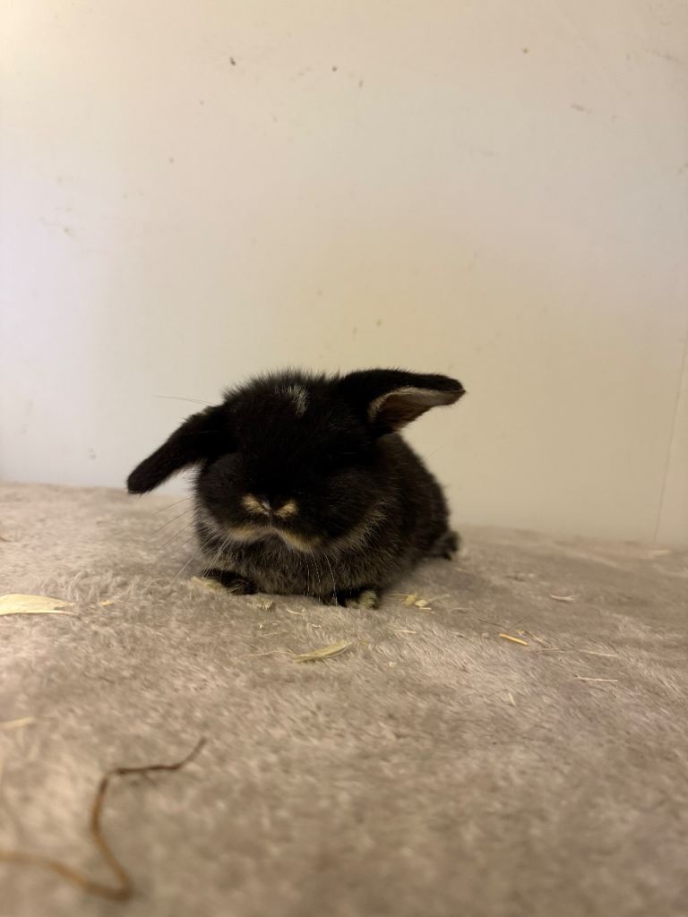 Beautiful pure mini lops ready to reserve 