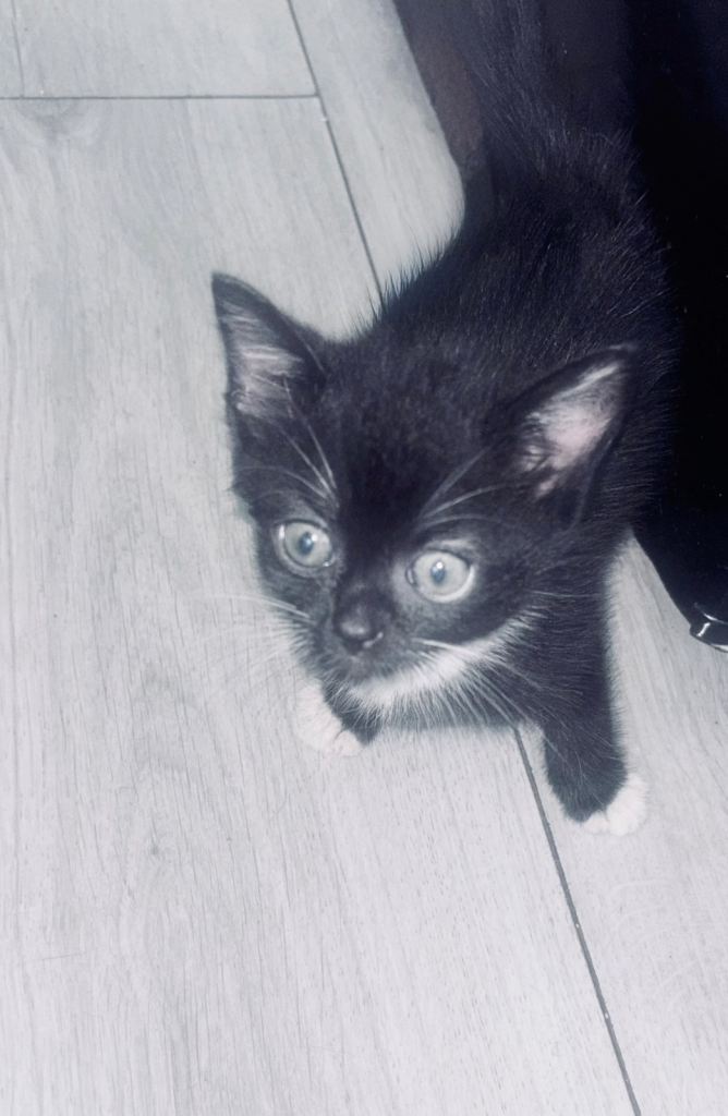 Adorable kitten from beautiful black Siamese-mix Mother