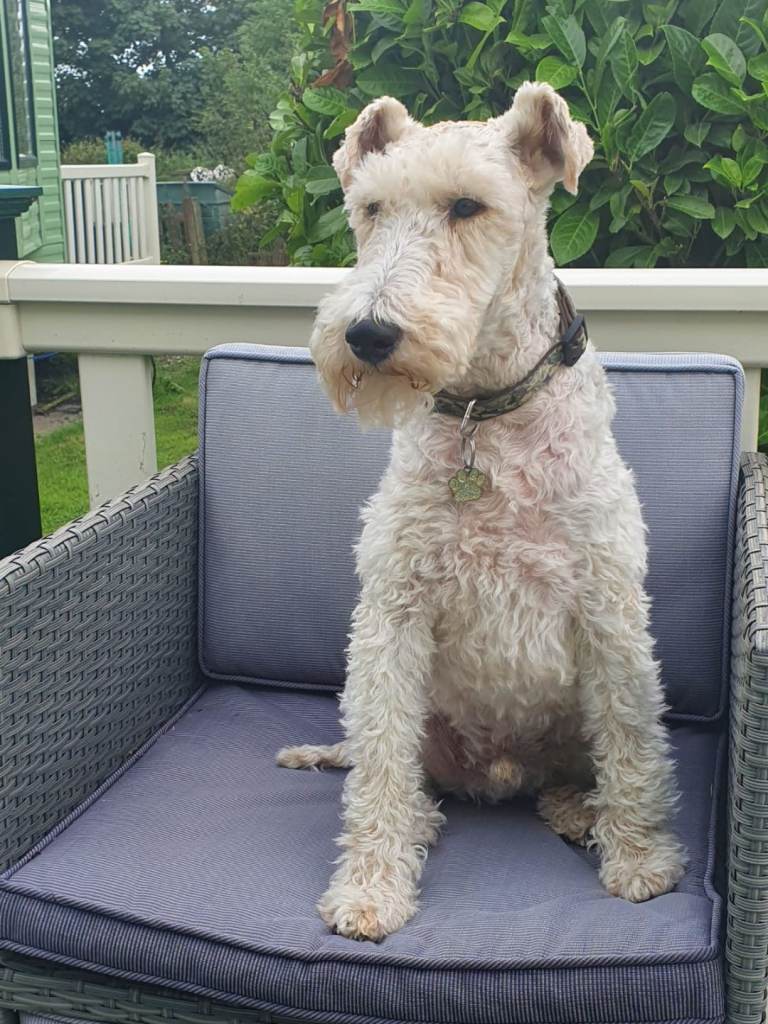 Wire hair fox terrier 