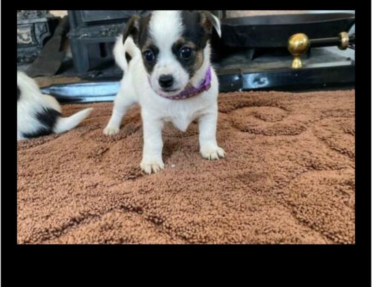 Jack Russell puppies 