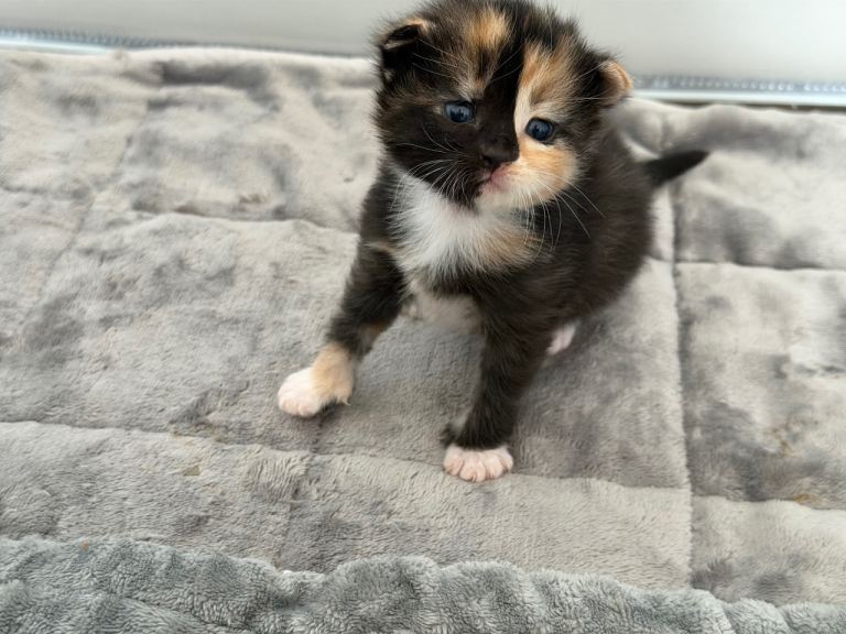 Beautiful Kittens for Sale – Ready Soon 🐾