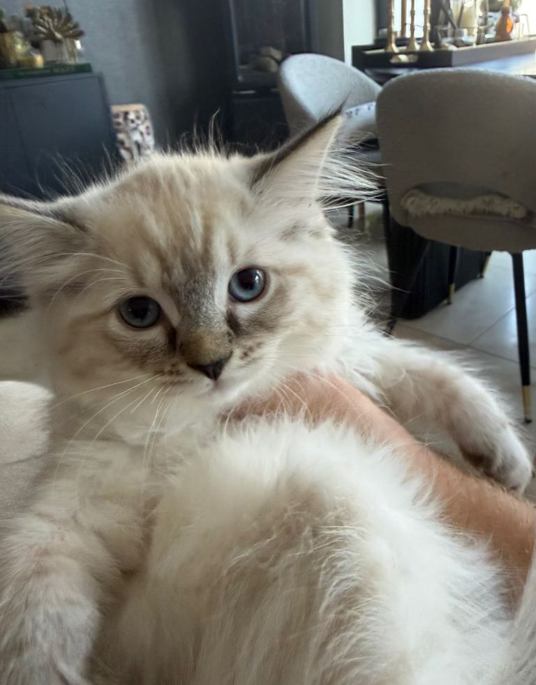 Ragdoll Kitten