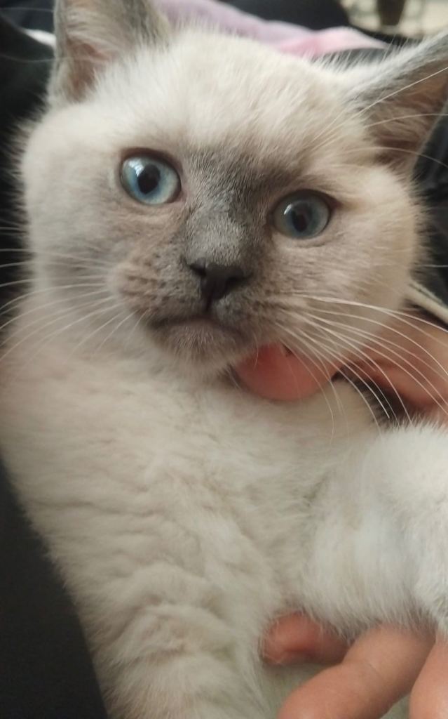 Ragdoll kitten looking for a new home