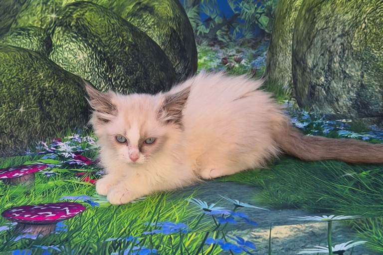 GCCF Registered Ragdoll Kittens 