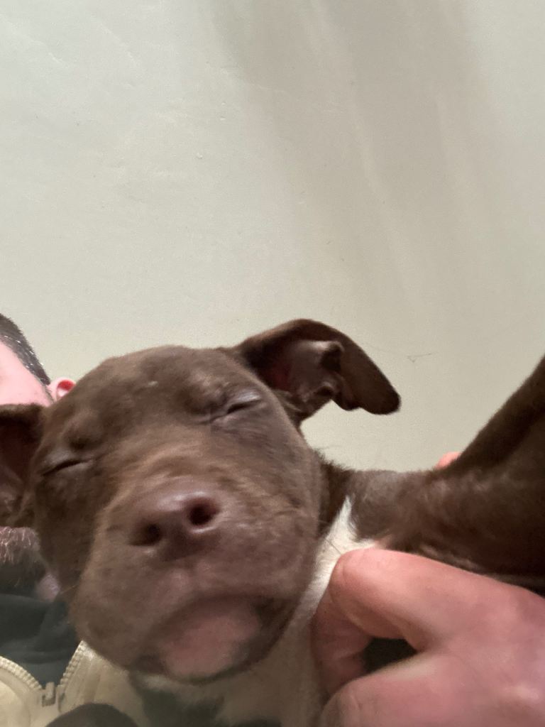 Gorgeous Staffordshire Bull Terriers Available 