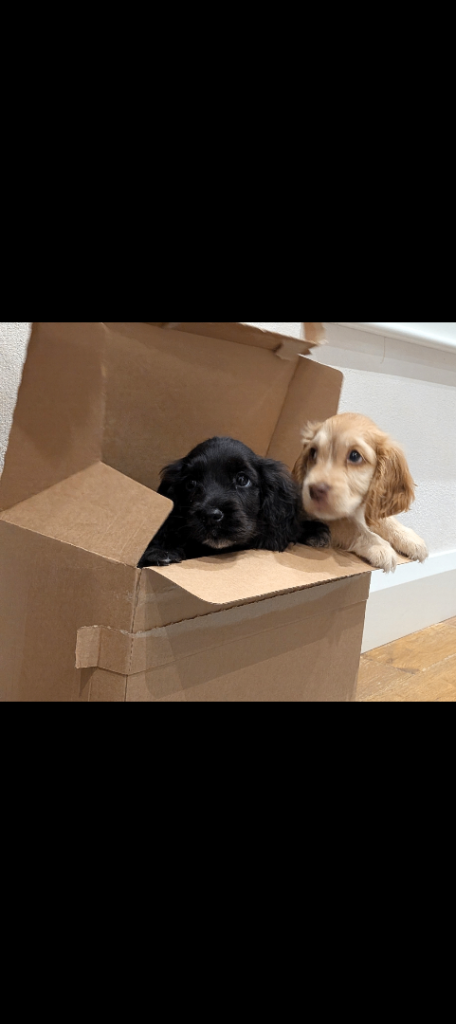 Cocker spaniel pups