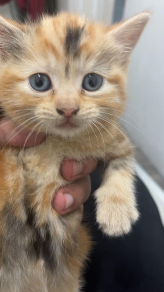 Ginger with black patches(tortie kitten 