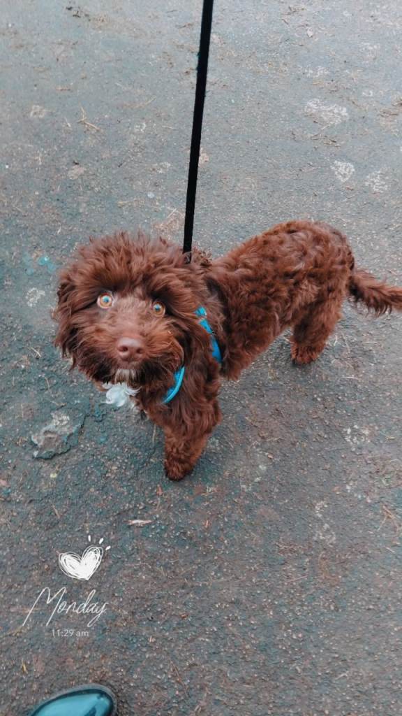 Cockerpoo