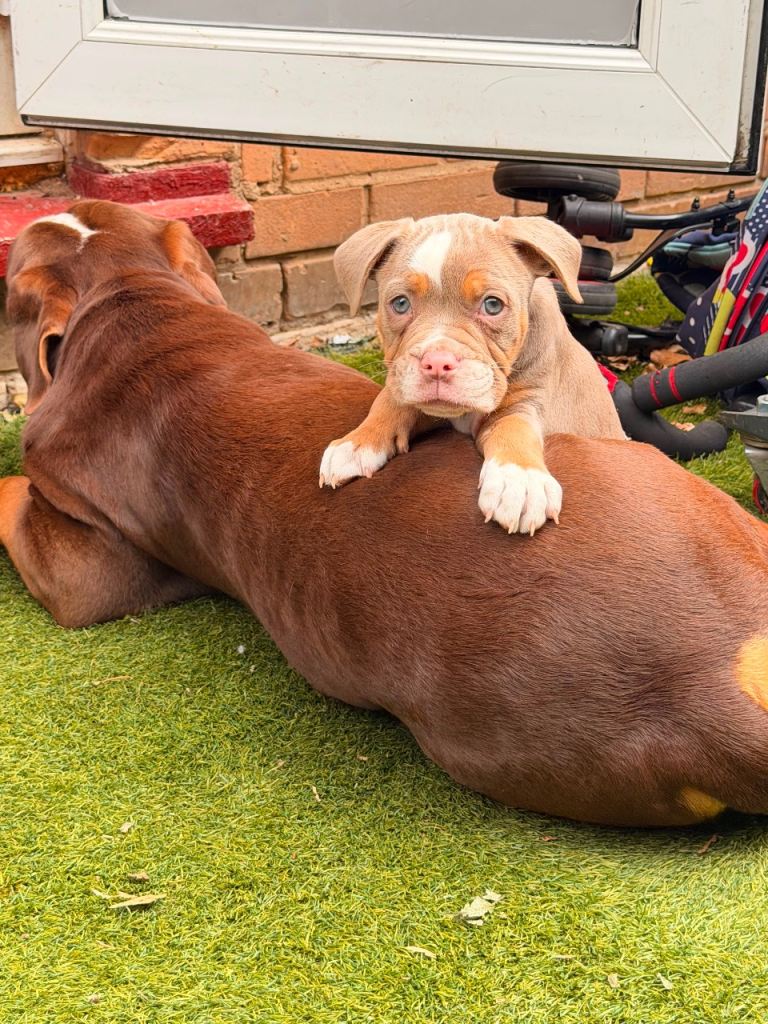 Three Beautiful Olde English Bulldog Girls Ready for Their Forever Homes