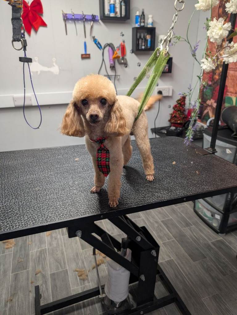 Toy poodle apricot female