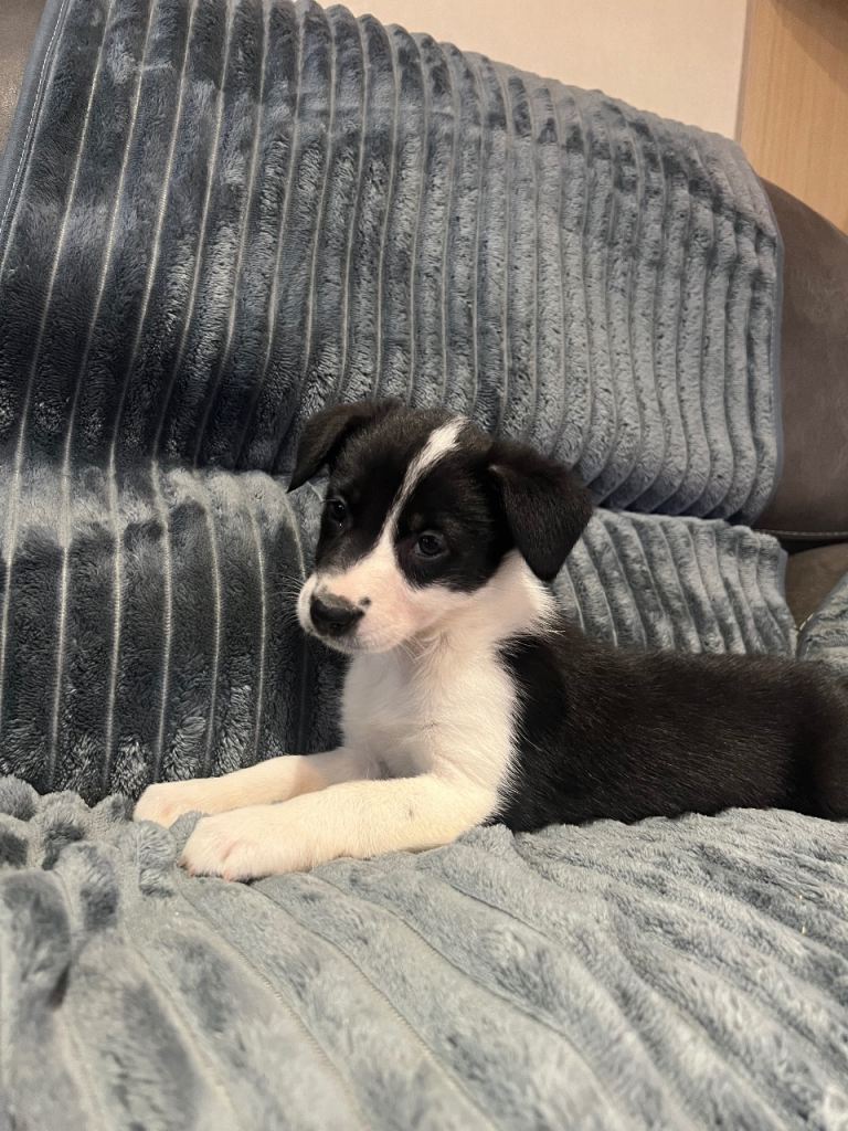 READY NOW- sheepdog puppies 