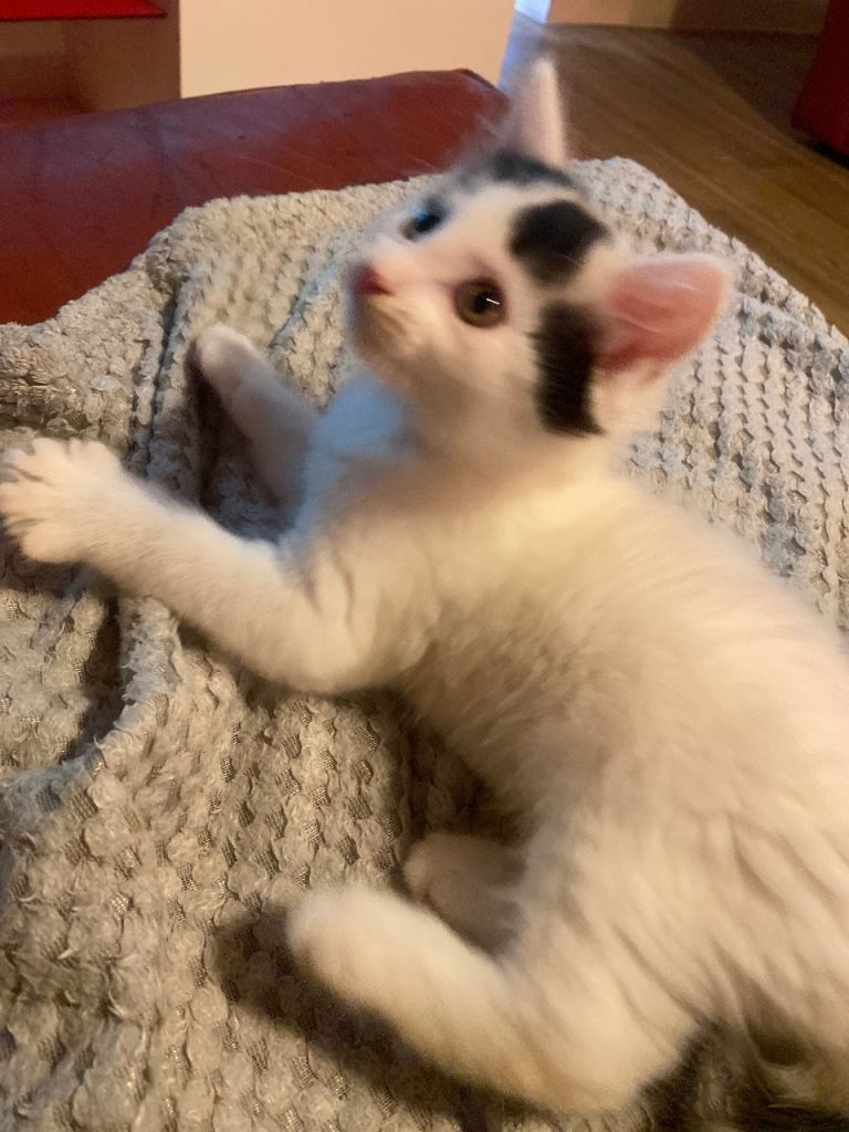 Ragdoll x British shorthair 