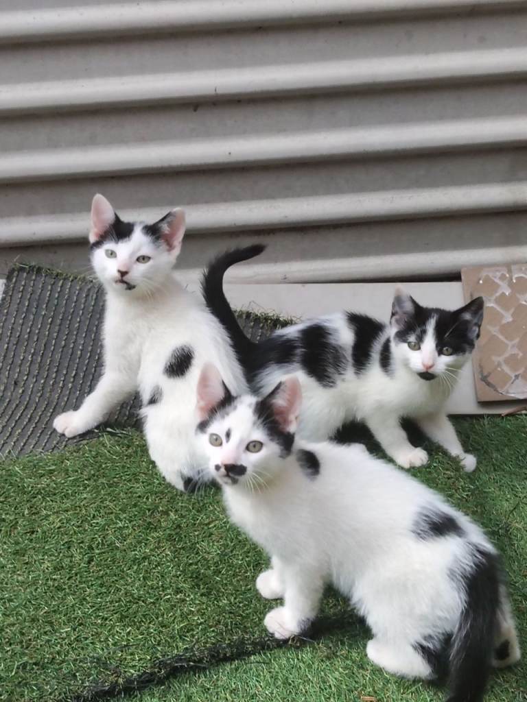 Beautiful Kittens Looking for Loving Homes 🐾