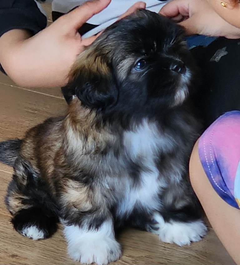 🐶 Shih tzu  🐾 