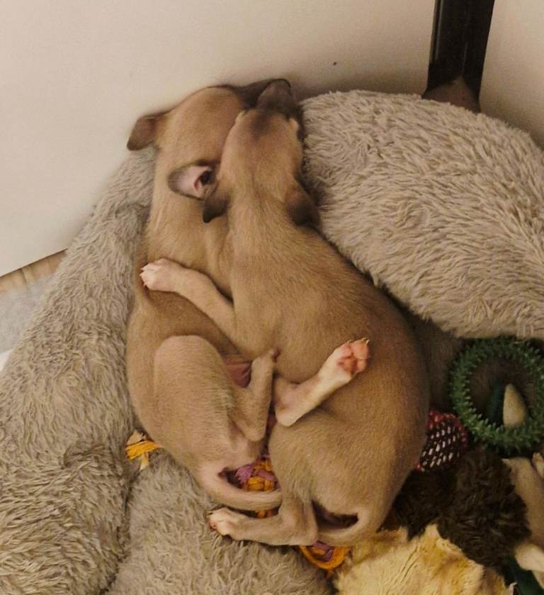 KC Reg Very Small Whippets