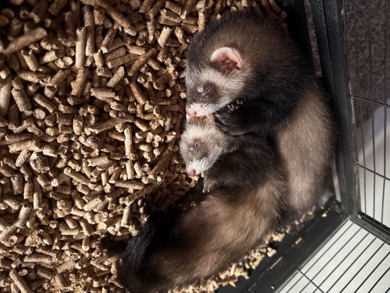 2 ferret Hobs 