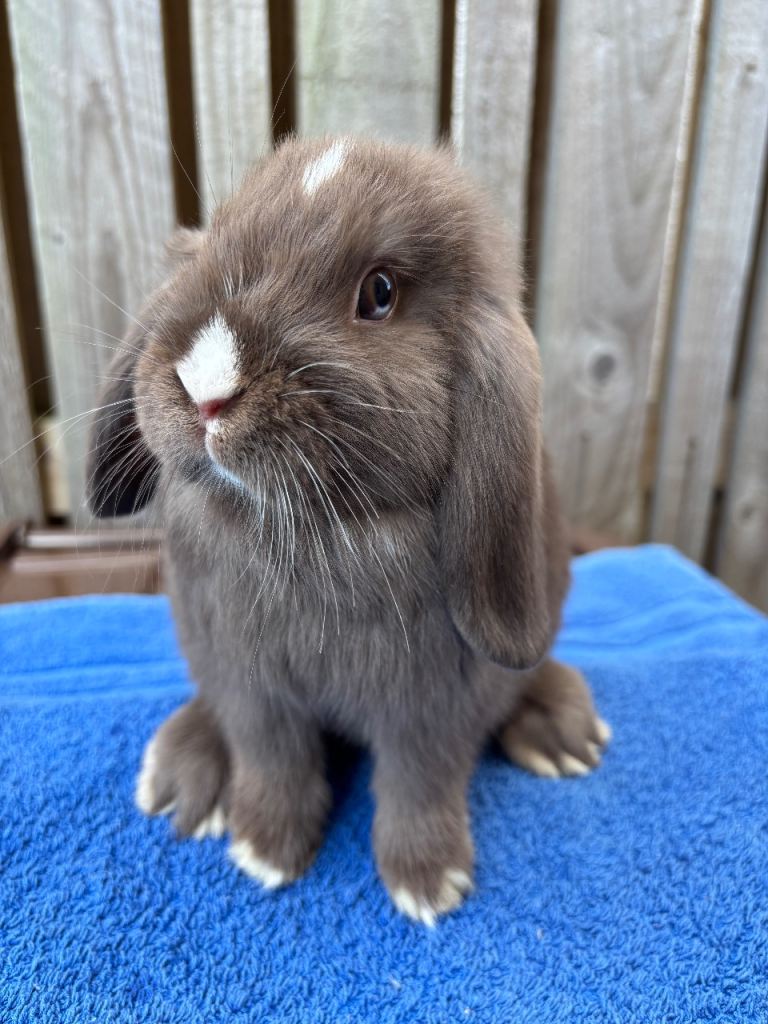 Mini lop babies looking for new home