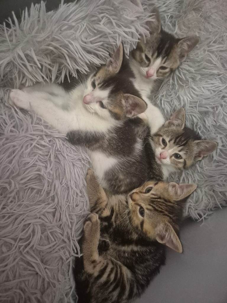 Beautiful kittens 