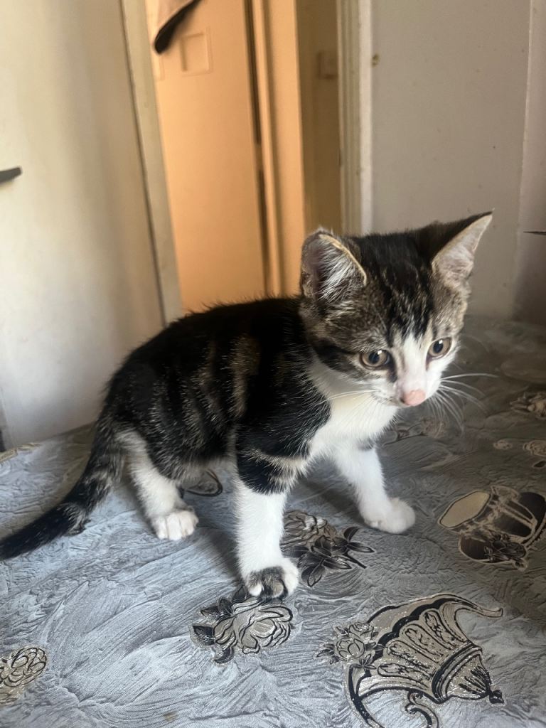 Female and male kitten 