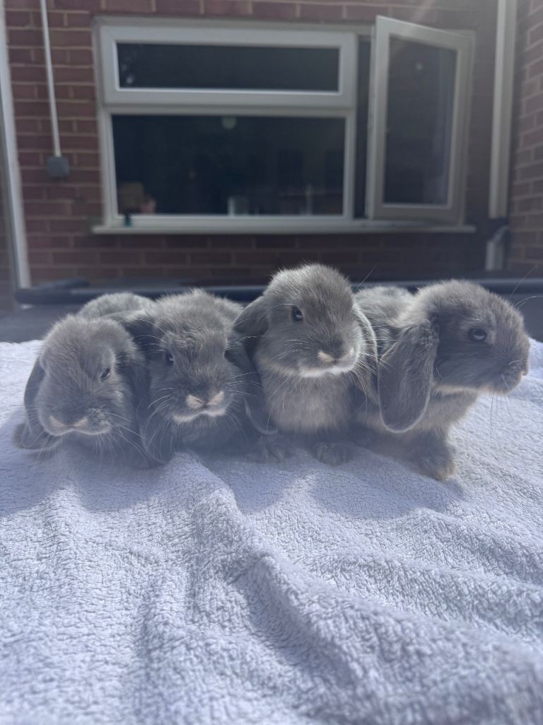 Healthy very cute blue otter mini lops ready for loving homes