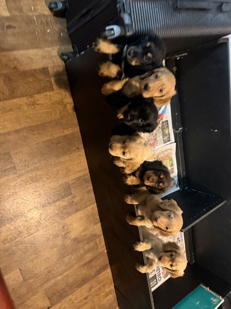 7 Stunning Cocker Spaniel Puppies