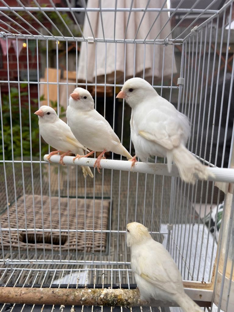 Quality Young Canaries for Sale – Proven Breeding Strain