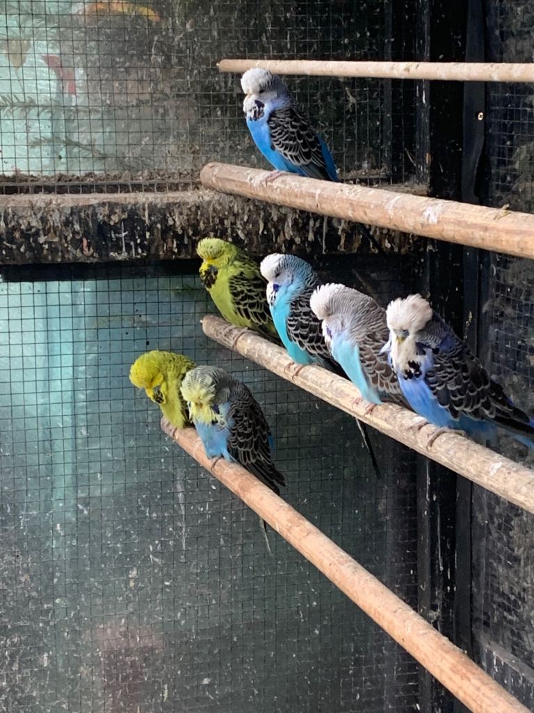 Exhibition style Budgies for sale 