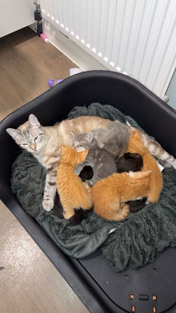 REDUCED bengal cross kittens