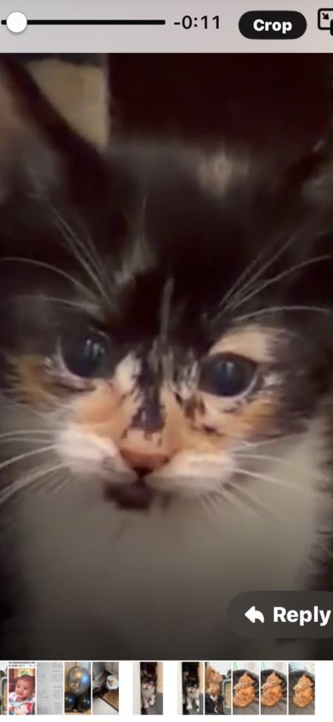 Kittens 