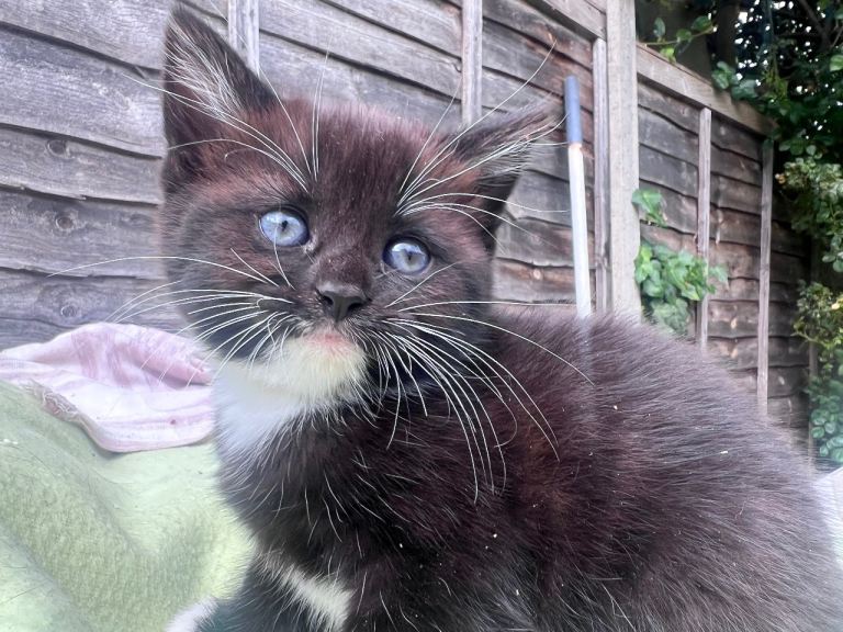 Cute little kitten for sale