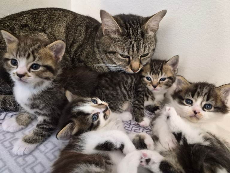 Tabby kittens for sale 