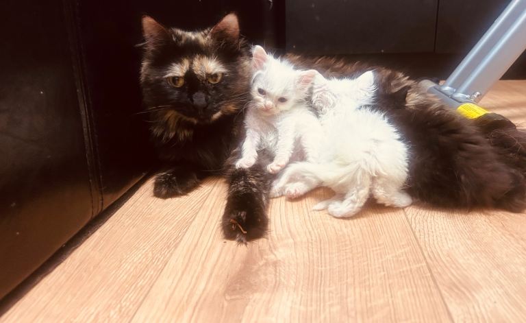 🐾 Adorable Kittens for Sale – British Longhair & Turkish Angora Mix 🐾