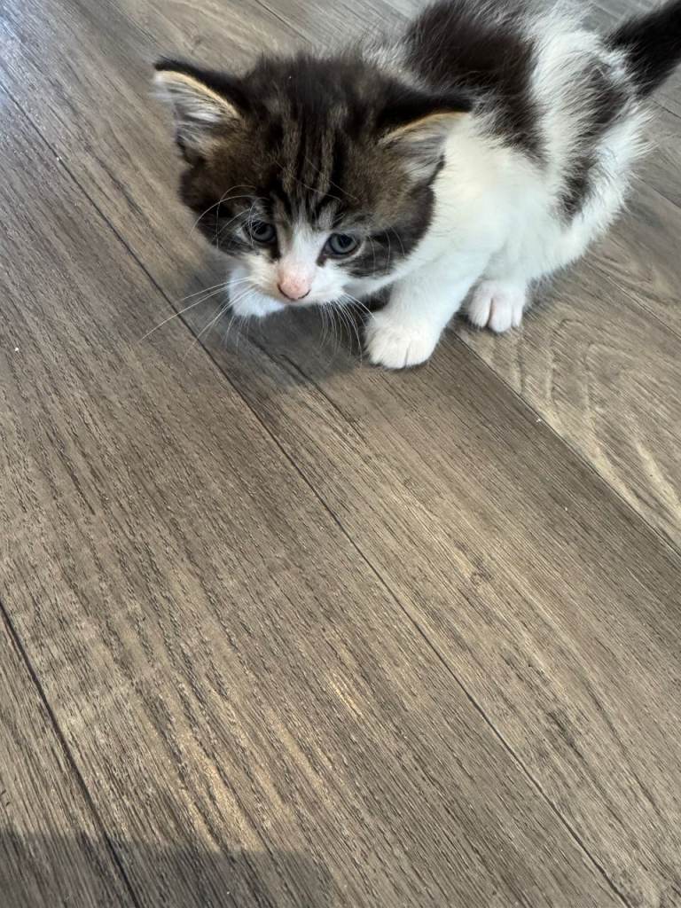 3 Playful, friendly kittens