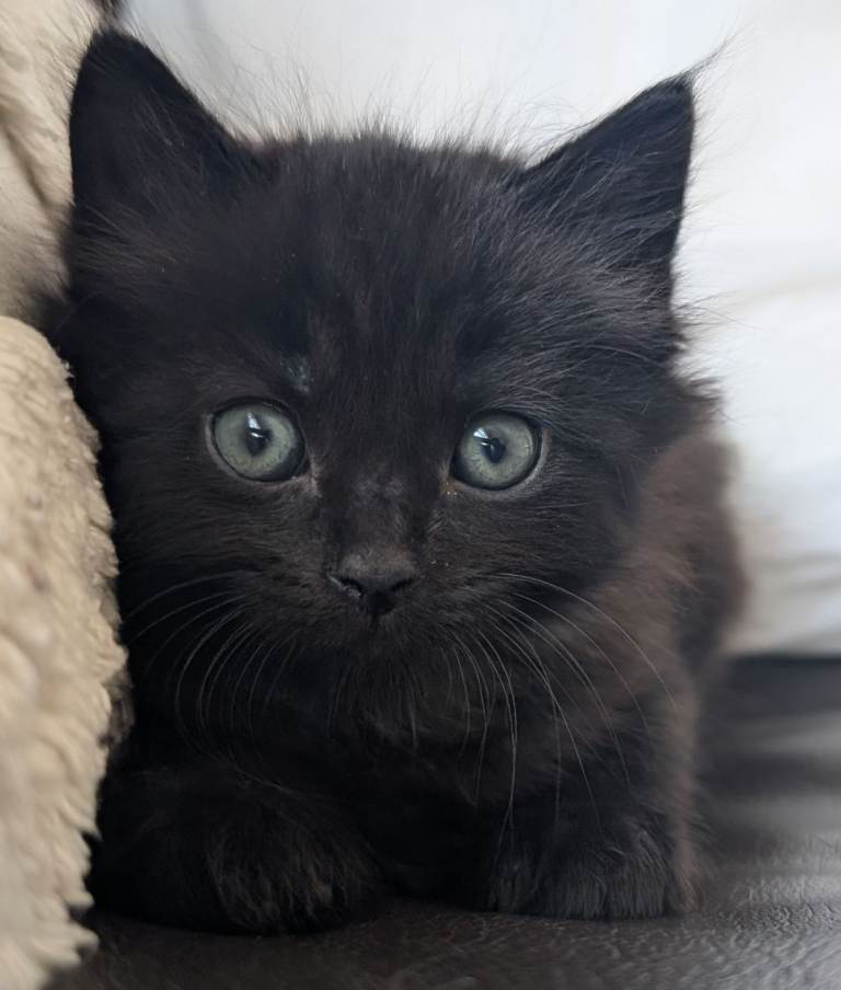 Three Black fluffy kittens for sale