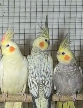 Cockatiels and Cage