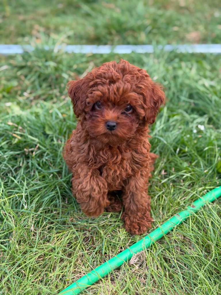 Tiny & Adorable Asian Toy Poodle Boys – Ready for Reservation! 🐾🤎