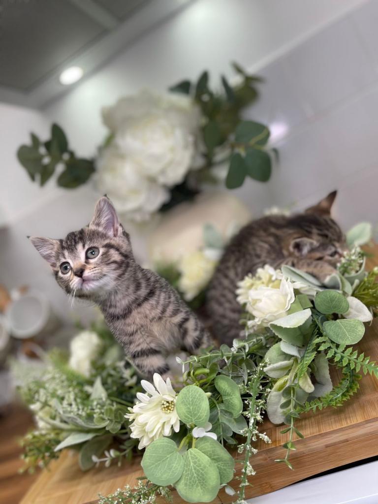 Tabby kittens 8 weeks old ready now 