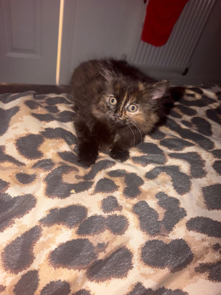 Long haired kitten 