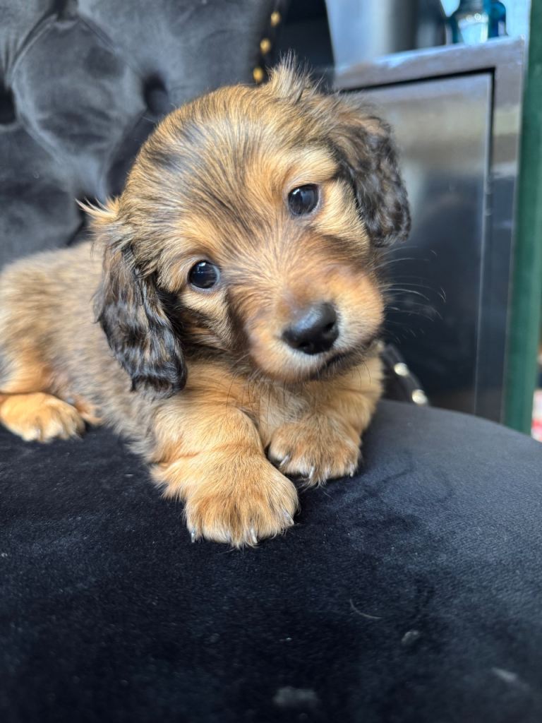 Miniature dachshund puppies 🐶 