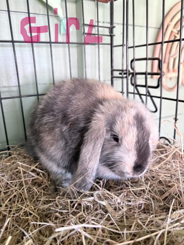 Harlequin mini lops