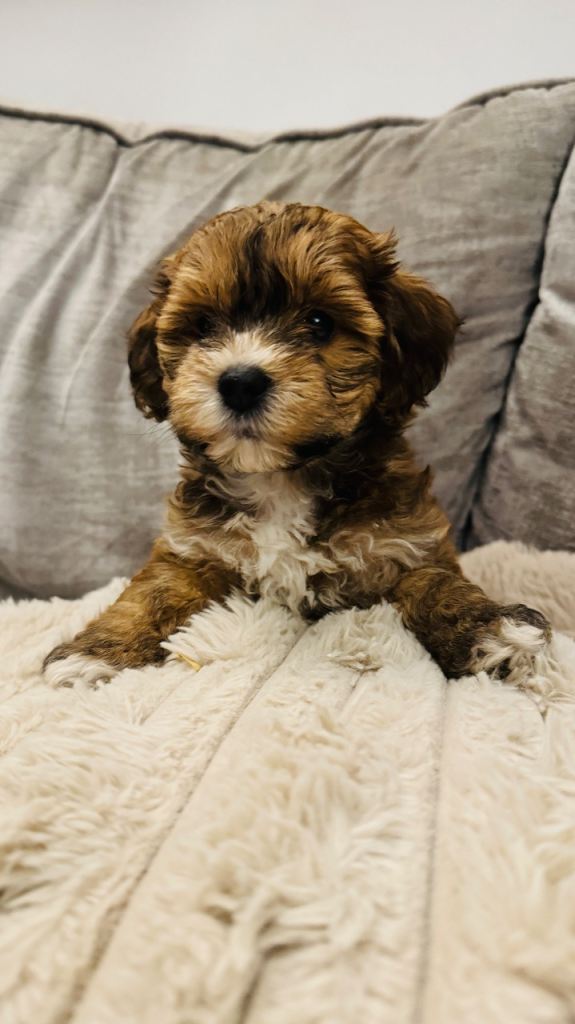 The most adorable tiny Maltipoo puppies for sale