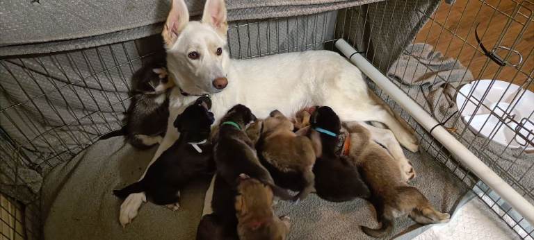 9x Gorgeous Shepsky Puppies available 31/01