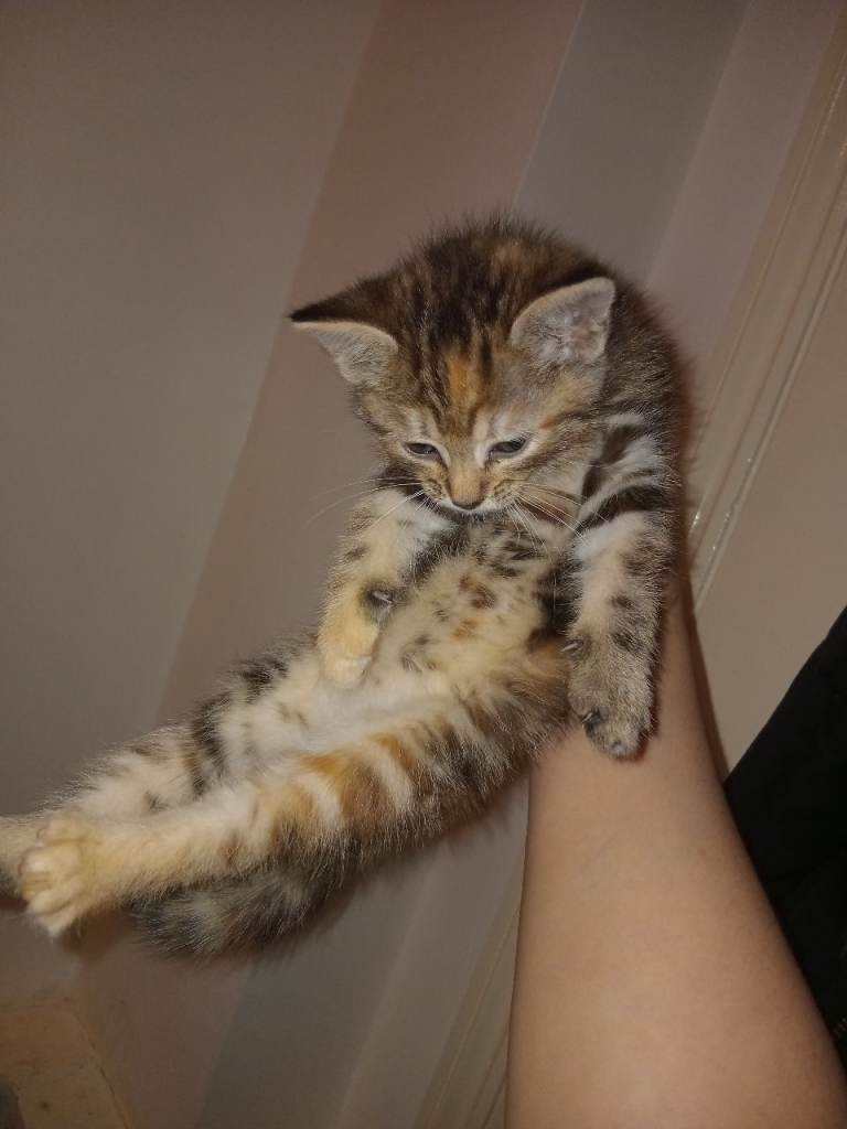Kitties for you 